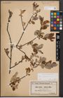 Foto von Salix cinerea L.